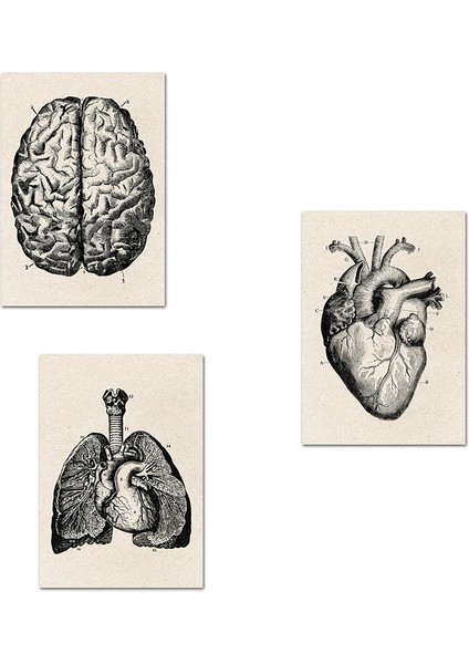 Vintage Insan Anatomisi Poster Yapıt Tıbbi Duvar Resmi Kas Iskeleti Kanvas Tablo 3 Adet/takım - Organ (Yurt Dışından)