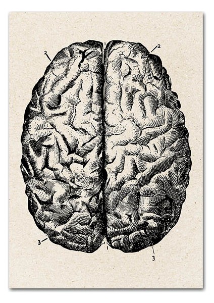 Vintage Insan Anatomisi Poster Yapıt Tıbbi Duvar Resmi Kas Iskeleti Kanvas Tablo 3 Adet/takım - Organ (Yurt Dışından)