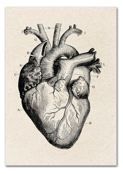 Vintage Insan Anatomisi Poster Yapıt Tıbbi Duvar Resmi Kas Iskeleti Kanvas Tablo 3 Adet/takım - Organ (Yurt Dışından)