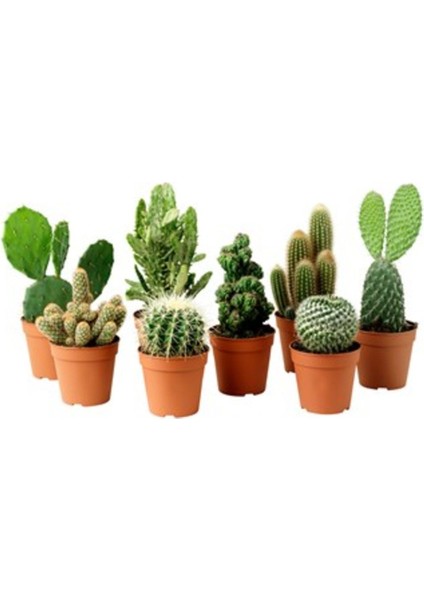 Egzotikbahçe Kaktüs 5 Adet Farklı Kaktüs Seti Cactus Teraryum Ev Ofis Bitkisi