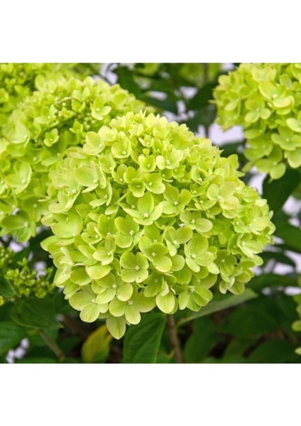 Açıl Yeşil Ortanca Çiçeği Tohumu-10 15 Adet