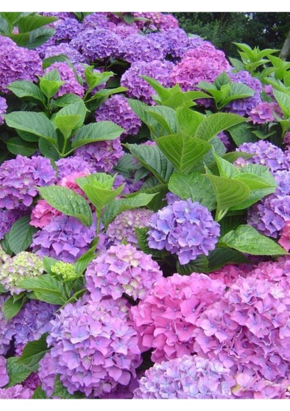 Pembe Karışık Ortanca Çiçeği Tohumu-10 15 Adet