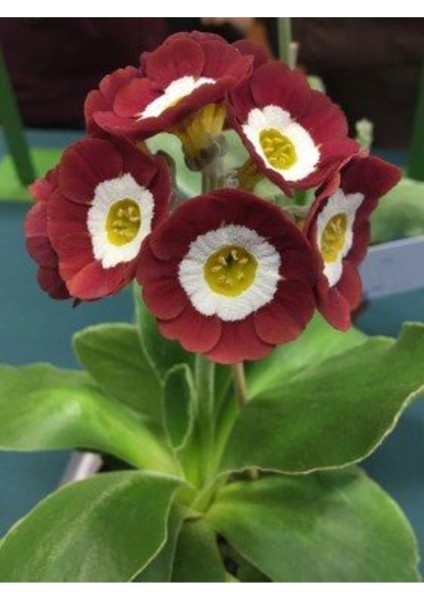 Bordo Beyaz Çuha Çiçeği Tohumu 10 15 Adet