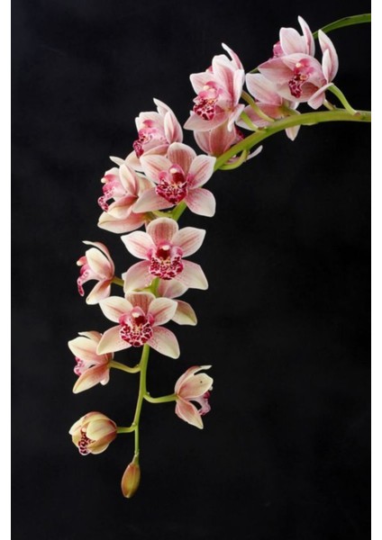 Soft Pembe Orkide Çiçeği Tohumu 10 15 Adet
