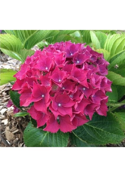 Koyu Pembe Ortanca Çiçeği Tohumu 10 15 Adet