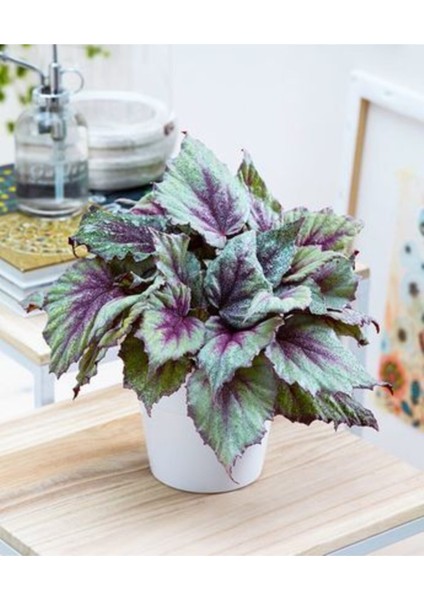 Mat Yeşil Kolyos Yaprağı Tohumu (Yaprağıgüzel)