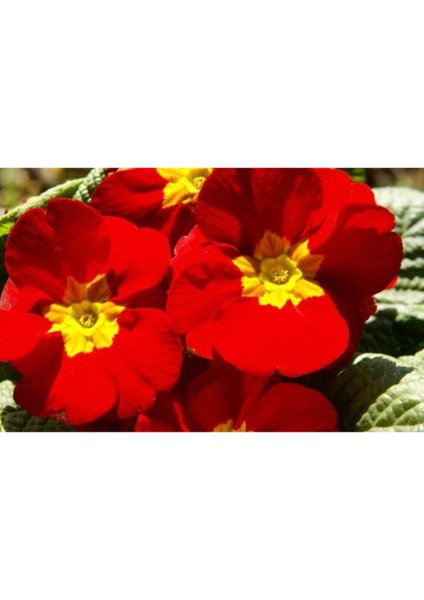 Kırmızı Renkli Çuha Çiçeği Tohumu 10 15 Adet