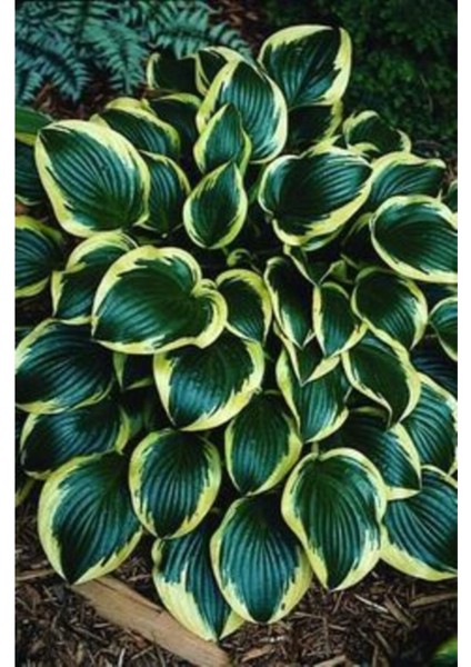 Zümrüt Yeşili Kolyos Yaprağı Tohumu (Yaprağıgüzel) 10 15 Adet