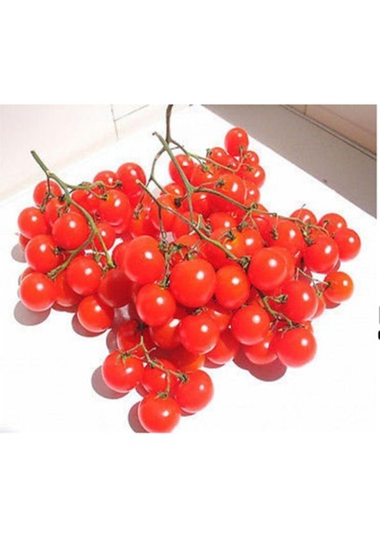 10 Adet Alman Salkım Kiraz Domates Tohumu
