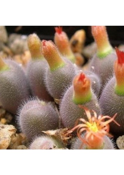 Conophytum Stephanii Ssp Helmutii Sukulent Tohumu