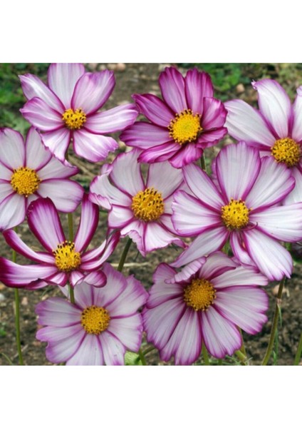 10 15 Adet Pembe Kenarlı Cosmos Deniz Kabuğu Çiçek Tohumu