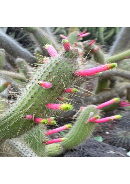 Cleistocactus Smaragdiflorus Kaktüs Tohumu