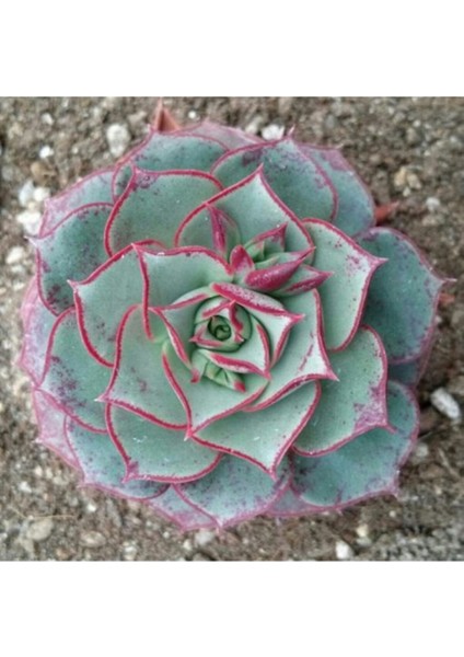Echeveria Longissima V Brachyantha Sukulent Tohumu