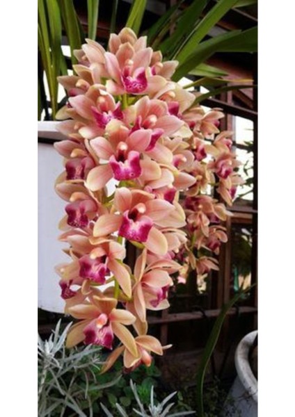 Somon Renkli Cybıdıum Orkide Çiçeği Tohumu 10 15 Adet