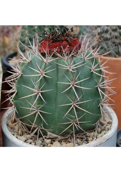Melocactus Salvadorensis Kaktüs Tohumu