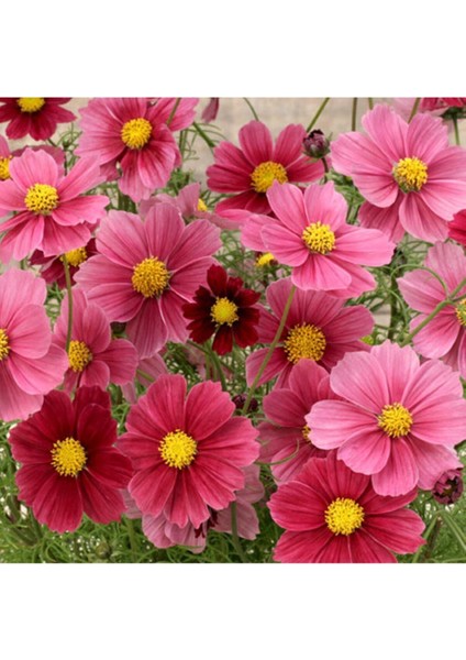 Cosmos Bipinnatus 'antiquity' Çiçek Tohumu