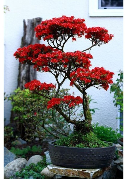 Kırmızı Yapraklı Bonsai Ağacı Tohumu-10 Adet