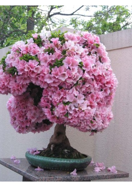 Açelya Bonsai Ağacı Tohumu-10 Adet