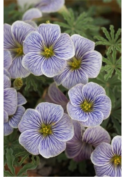 Damarlı Saydam Menekşe Çiçeği Tohumu 10 15 Adet