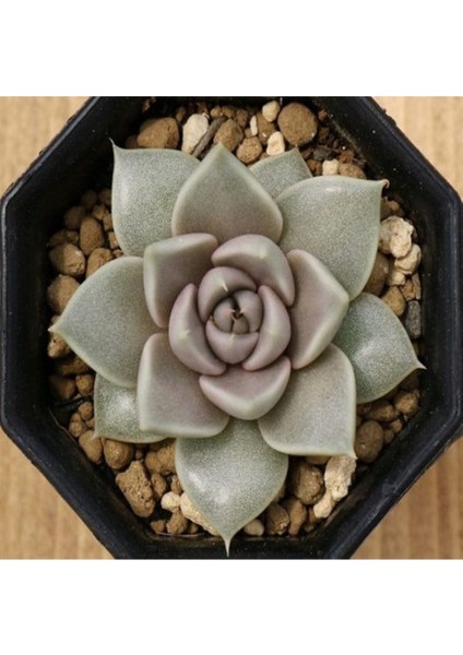 Echeveria Tobarensis Sukulent Tohumu