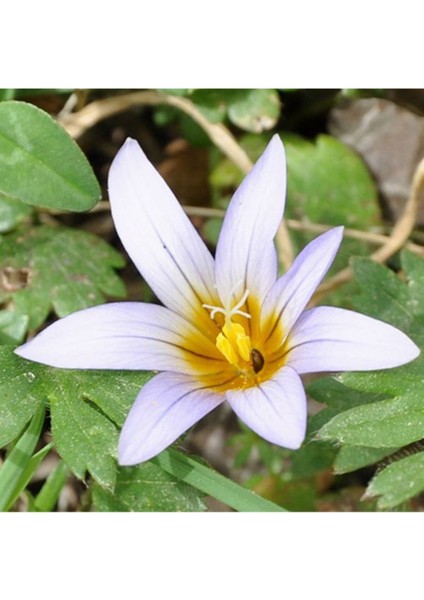 Romulea Nivalis Çiçek Tohumu