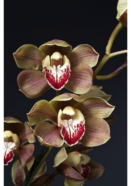 Gülkurusu Orkide Çiçeği Tohumu 10 15 Adet