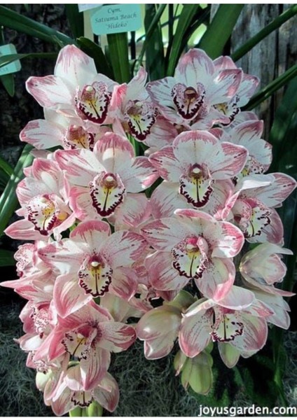 Pembe Etekli Beyaz Orkide Çiçeği Tohumu 10 15 Adet