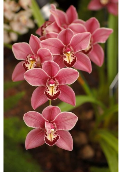 Açık Pembe Orkide Tohumu 10 Adet