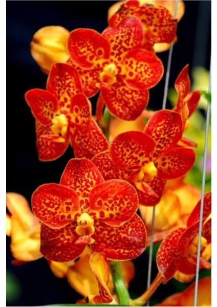 Turuncu Orkide Çiçeği Tohumu 10 15 Adet