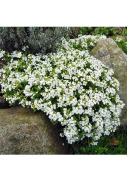 10 Adet Beyaz Renkli Lobelya Çiçeği Tohumu