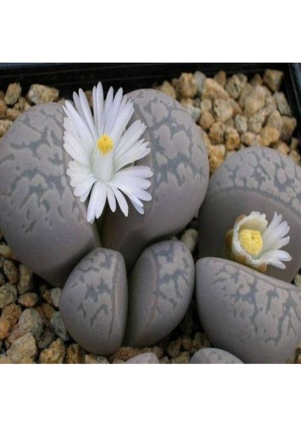 Lithops Marmorata Sukulent Tohumu