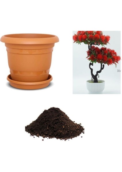 Nadir Ithal Callistemon Bonzai Ağacı Tohumu Ekim Seti