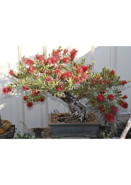 Nadir Ithal Callistemon Bonzai Ağacı Tohumu Ekim Seti fiyatları