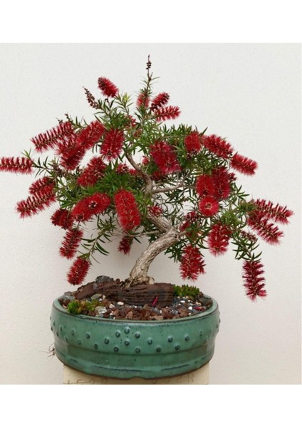 Nadir Ithal Callistemon Bonzai Ağacı Tohumu Ekim Seti modelleri