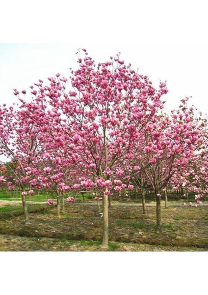 Pembe Manolya Ağacı Tohumu Ekim Seti fiyatları