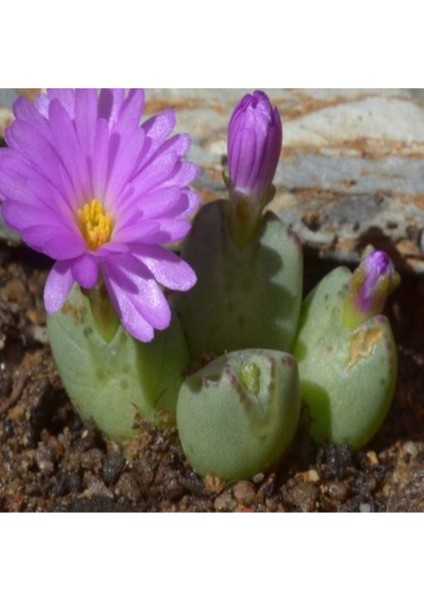 Conophytum Antonii Sukulent Tohumu