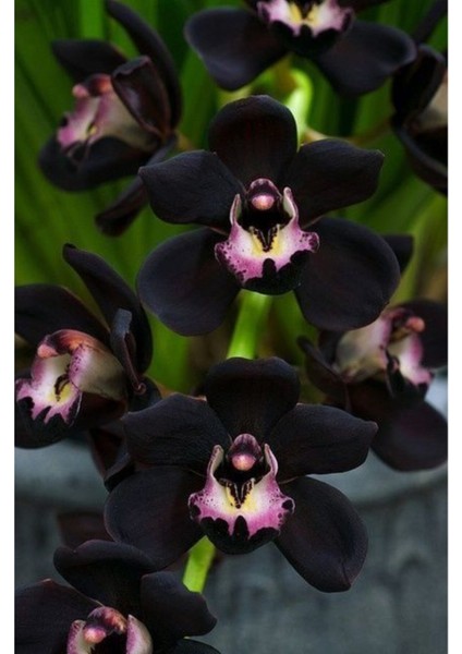 Siyah Renkli Orkide Çiçeği Tohumu 10 15 Adet