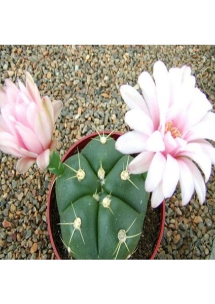 Gymnocalycium Horstii Kaktüs Tohumu