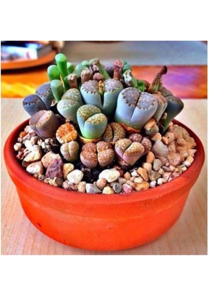 Lithops Taş Çiçek Tohumu 15 Adet
