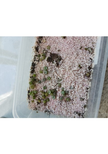 Lithops Taş Çiçek Tohumu 15 Adet