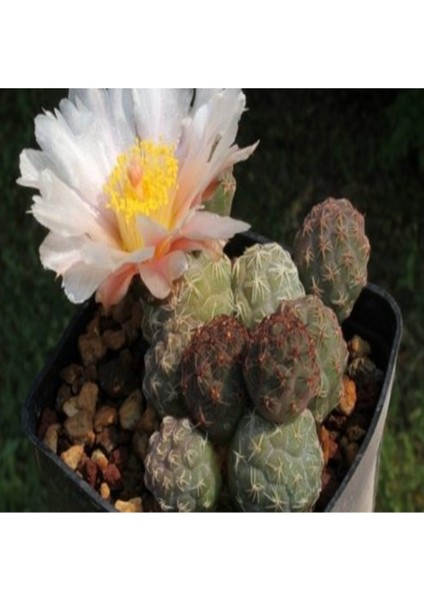 Tephrocactus Geometricu Kaktüs Tohumu