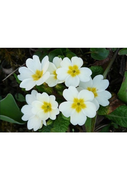 10 Adet Beyaz Renkli Çuha Çiçeği Tohumu