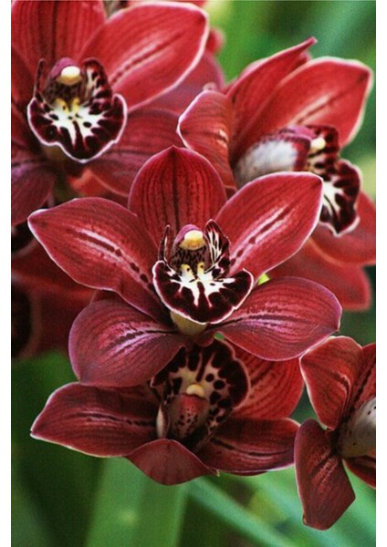 Kırmızı Renkli Orkide Çiçeği Tohumu 10 15 Adet