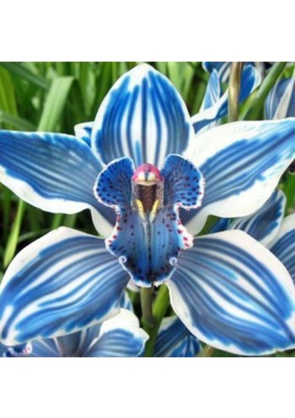 Cymbıdıum Orkide Tohumu 10 Adet