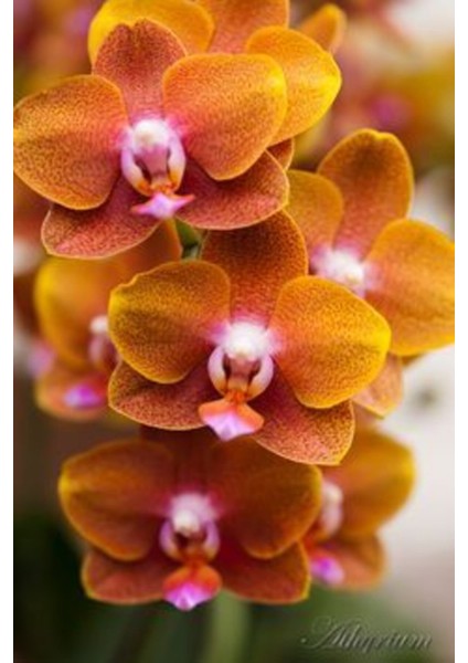 10 Adet Turuncu Renk Orkide Tohum