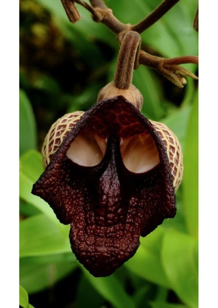 10 Adet Leopar Orkide Çiçek Tohumu