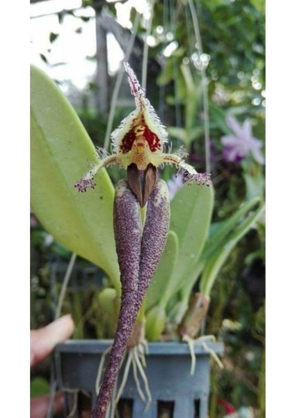 10 Adet Kraliçe Orkide Çiçek Tohumu