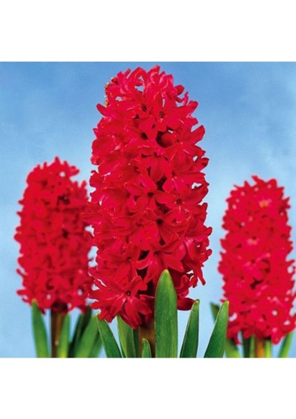 10 Adet Kımızı Sümbül Tohumu