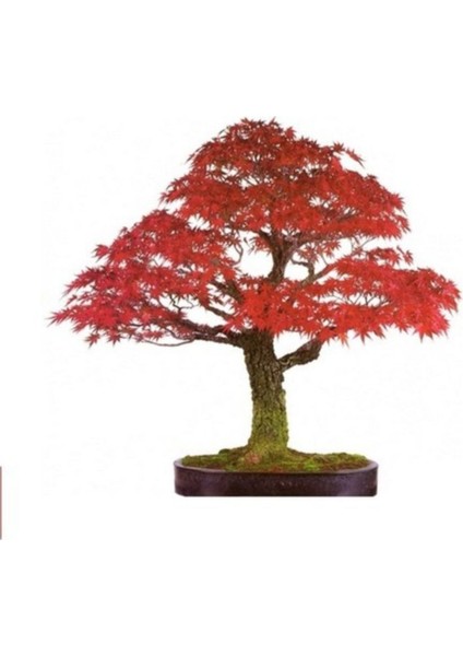 Tohum Dünyam Bodur Flamingo Bonzai Ağacı Tohumu 5 Adet Bonsai Ağacı Tohumu