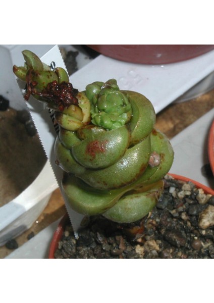 Crassula Columnaris Sukulent Tohumu